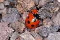 Coccinella_7-punctata_D3224_Z_75_Valle Gran Rey_Spanje